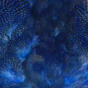 Bild på Guinea/Pärlhöna (helt skinn) Blue