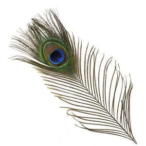 Bild på Peacock (Påfågel ögonfjäder) 2-pack