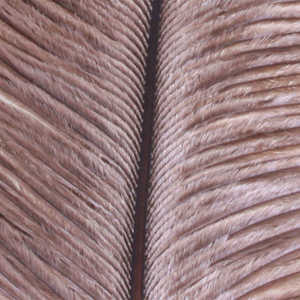Bild på Ostrich Herl (Struts) Grey