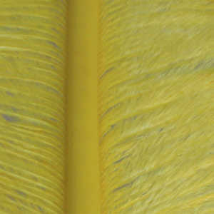 Bild på Ostrich Herl (Struts) Yellow