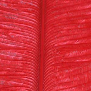 Bild på Ostrich Herl (Struts) Red