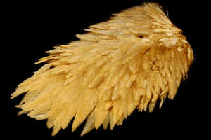 Bild på Signature Hen Saddle Golden Yellow