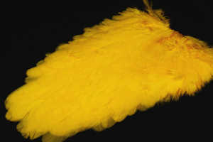 Bild på American Hensaddle Yellow