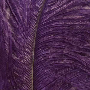 Bild på Ostrich Herl (Struts) Purple