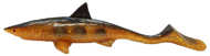 Bild på Shark Shad 10cm 10g