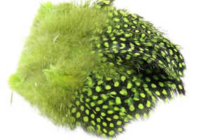Bild på Guinea (Pärlhöna hackel) Chartreuse