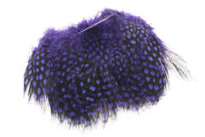 Bild på Guinea (Pärlhöna hackel) Purple